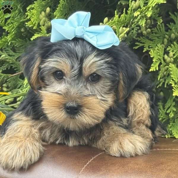 Misty, Yorkie Puppy