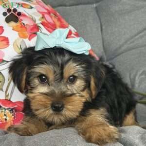 Misty, Yorkie Puppy
