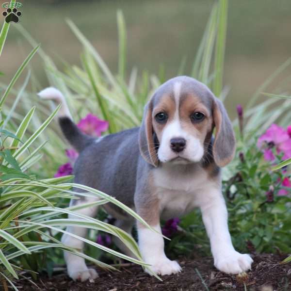 Bella, Beagle Puppy