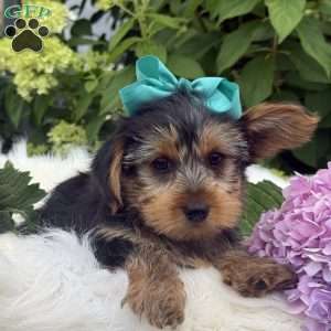 Muff, Yorkie Puppy