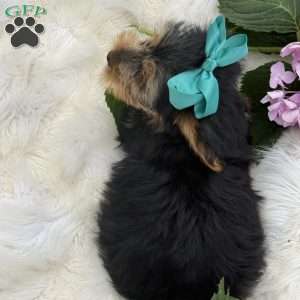 Muff, Yorkie Puppy