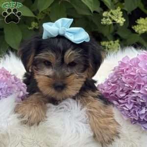 Misty, Yorkie Puppy
