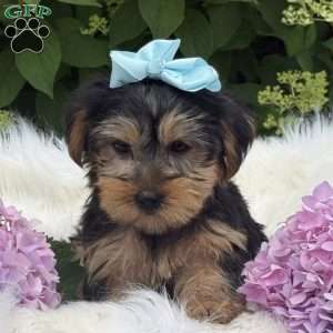 Misty, Yorkie Puppy