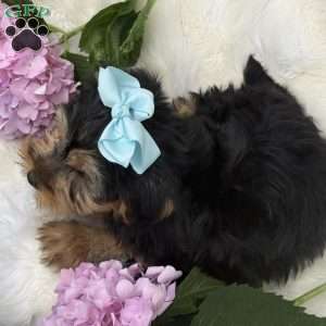 Misty, Yorkie Puppy
