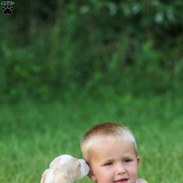 Macy, Beagle Puppy