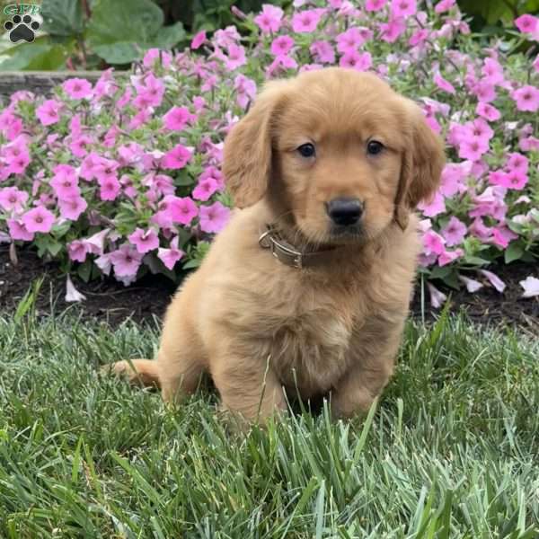 Logan, Golden Retriever Puppy