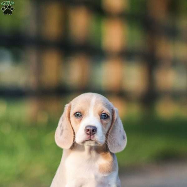 Sophie, Beagle Puppy