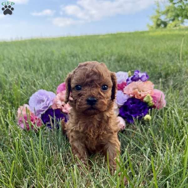 Maple, Cavapoo Puppy