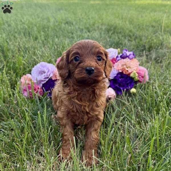 Biscuit, Cavapoo Puppy
