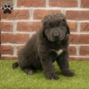 Hannah, Newfoundland Puppy