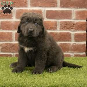 Hannah, Newfoundland Puppy