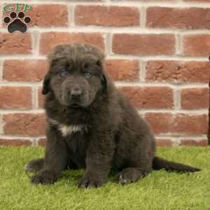 Hannah, Newfoundland Puppy