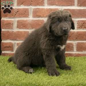 Hannah, Newfoundland Puppy