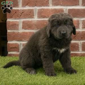 Hannah, Newfoundland Puppy