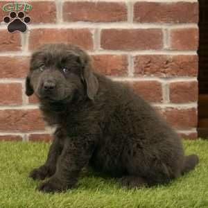 Hannah, Newfoundland Puppy