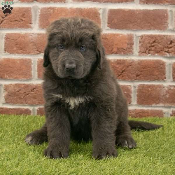 Hannah, Newfoundland Puppy