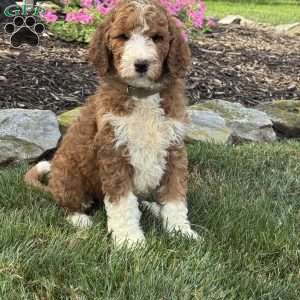Astro, Goldendoodle Puppy