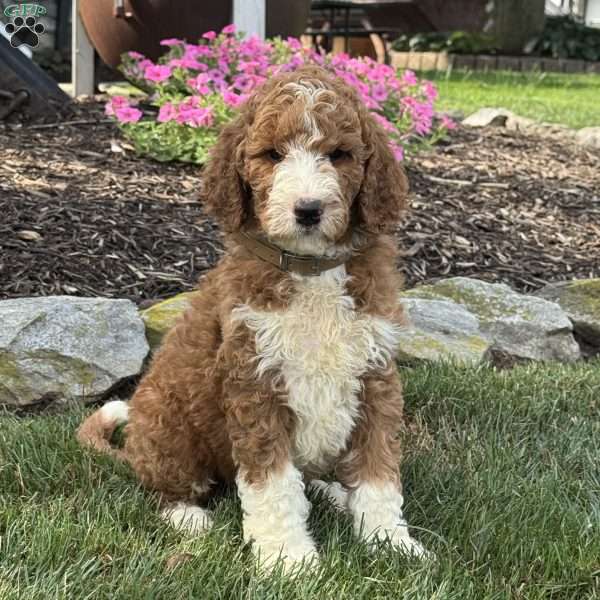 Astro, Goldendoodle Puppy