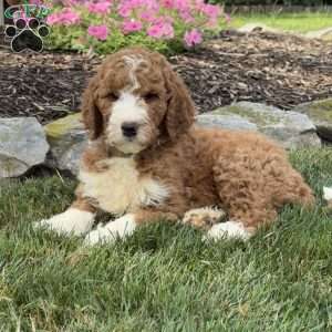 Astro, Goldendoodle Puppy