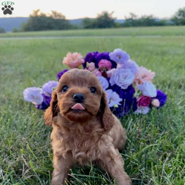 Winnie, Cavapoo Puppy