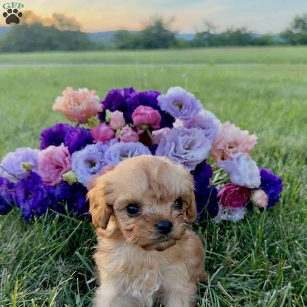 Little Honey, Cavapoo Puppy