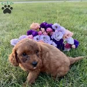 Paddington, Cavapoo Puppy