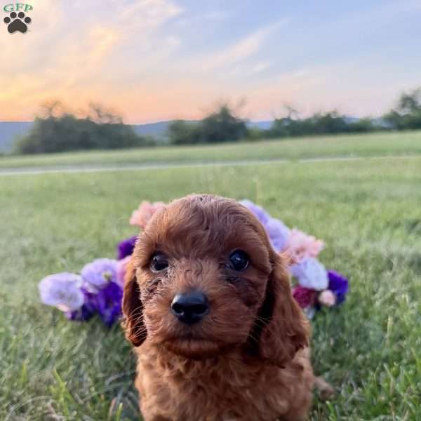Paddington, Cavapoo Puppy