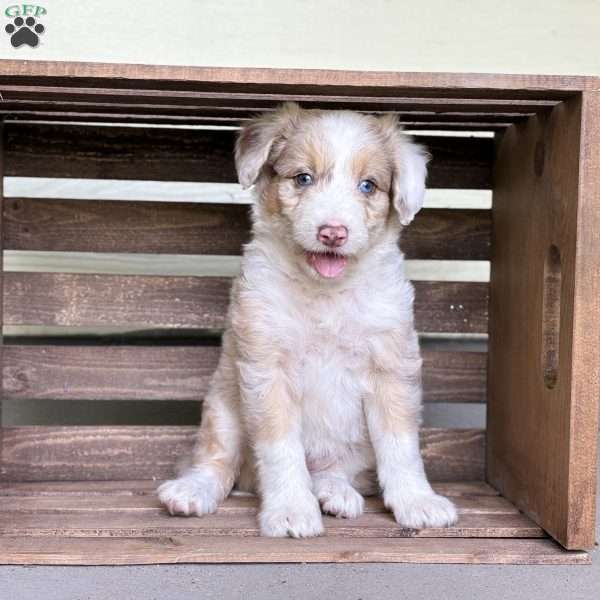 Toyota, Borderdoodle Puppy