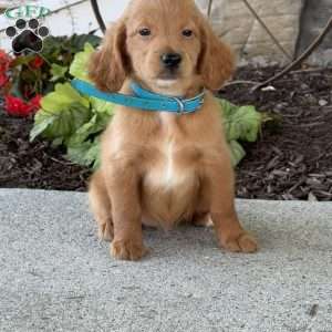 Madi, Mini Goldendoodle Puppy