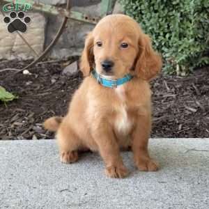 Madi, Mini Goldendoodle Puppy
