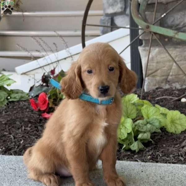 Madi, Mini Goldendoodle Puppy