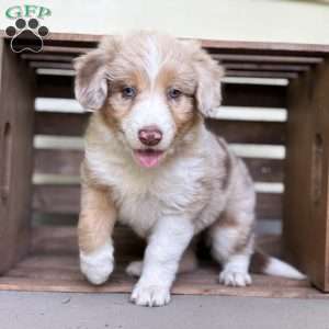 Subaru, Borderdoodle Puppy
