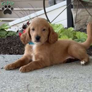Madi, Mini Goldendoodle Puppy