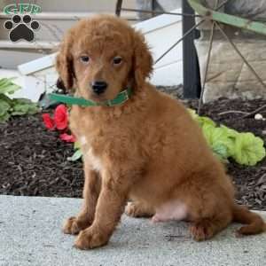 Murphy, Mini Goldendoodle Puppy