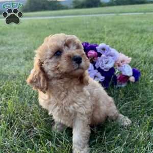 Teddy, Cavapoo Puppy
