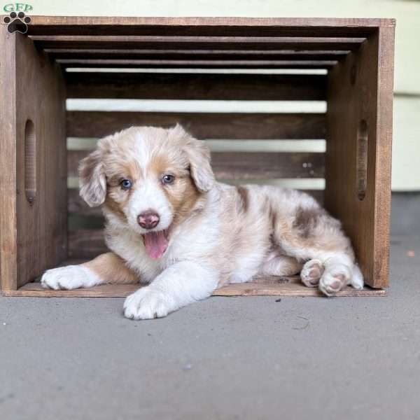 Subaru, Borderdoodle Puppy