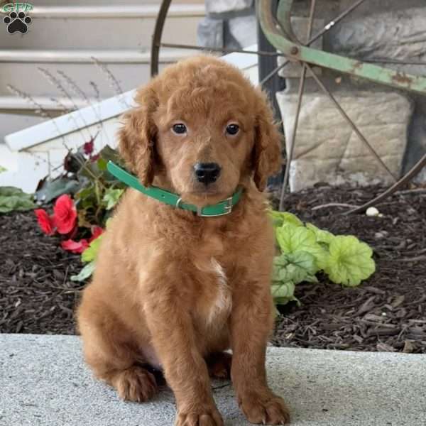 Murphy, Mini Goldendoodle Puppy