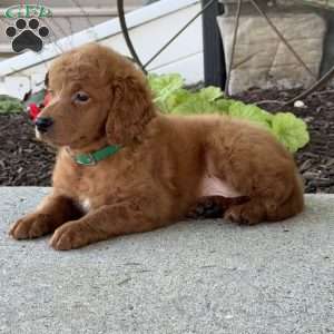 Murphy, Mini Goldendoodle Puppy