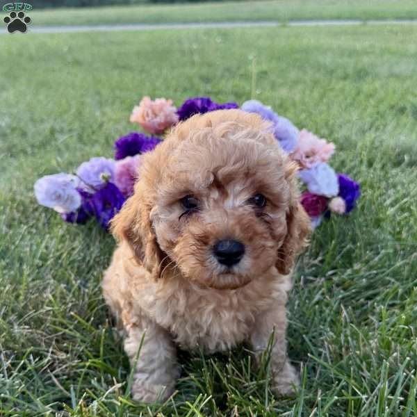 Teddy, Cavapoo Puppy