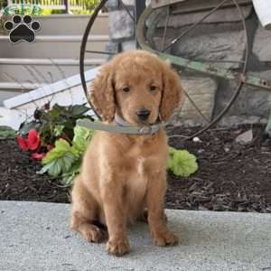 Margo, Mini Goldendoodle Puppy
