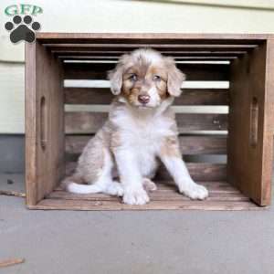 Alexus, Borderdoodle Puppy