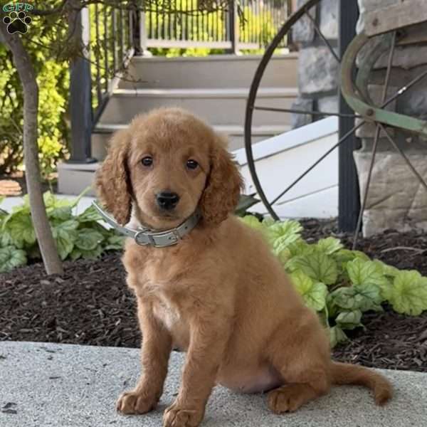 Margo, Mini Goldendoodle Puppy