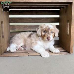 Alexus, Borderdoodle Puppy