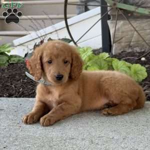 Margo, Mini Goldendoodle Puppy