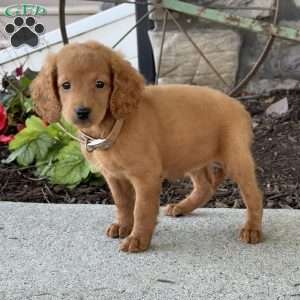 Maggie, Mini Goldendoodle Puppy