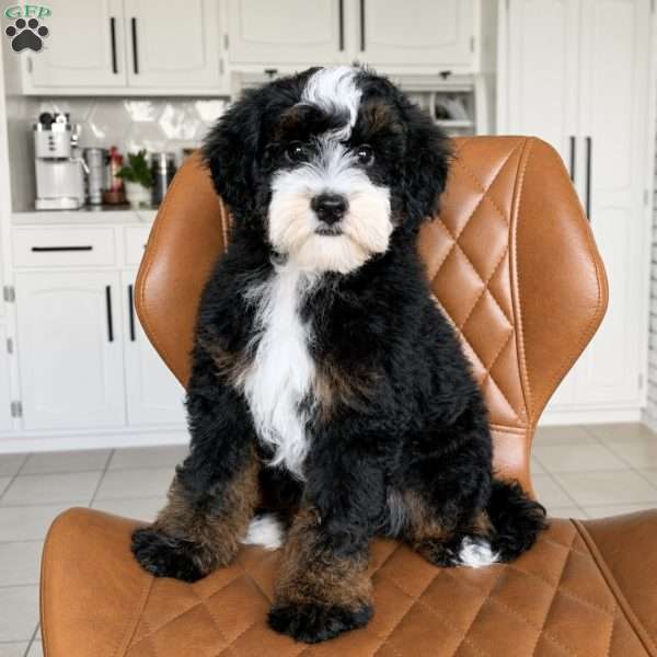 Tucker, Mini Bernedoodle Puppy