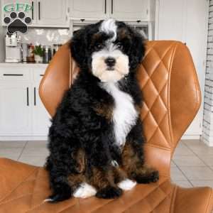 Tucker, Mini Bernedoodle Puppy
