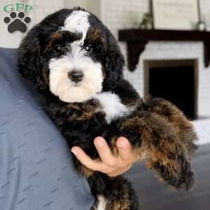 Tucker, Mini Bernedoodle Puppy