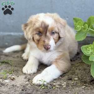 Alexus, Borderdoodle Puppy