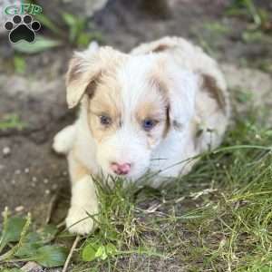 Toyota, Borderdoodle Puppy